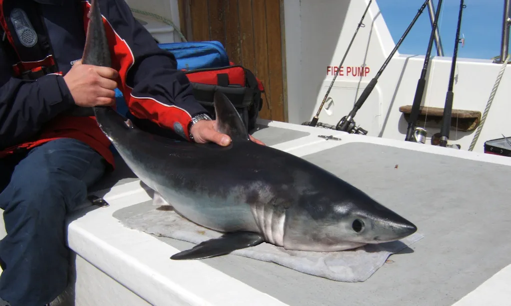 Lamna śledziowa rozmiar