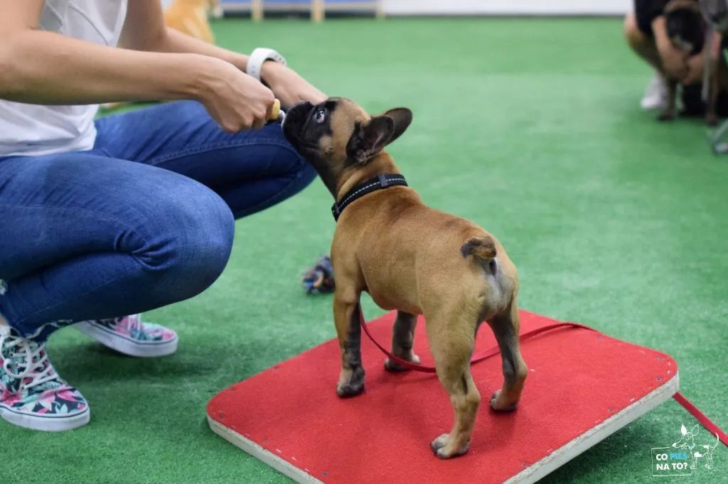 Szczeniak na spacerze socjalizacja