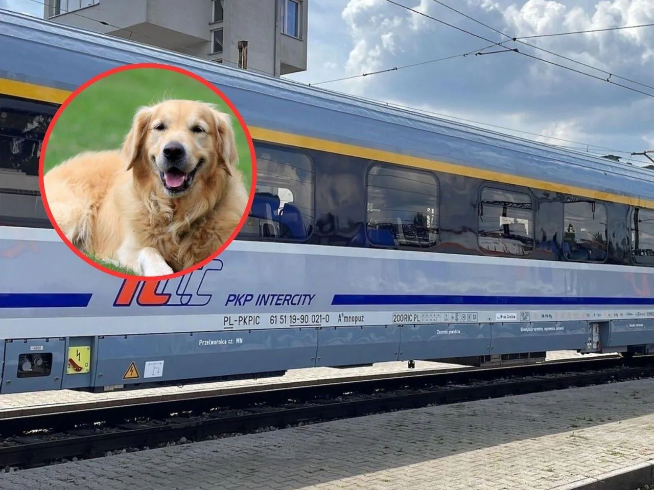 Uśmiechnięty golden retriever na tle pociągu PKP Intercity. Zastanawiasz się, ile kosztuje bilet dla psa PKP?