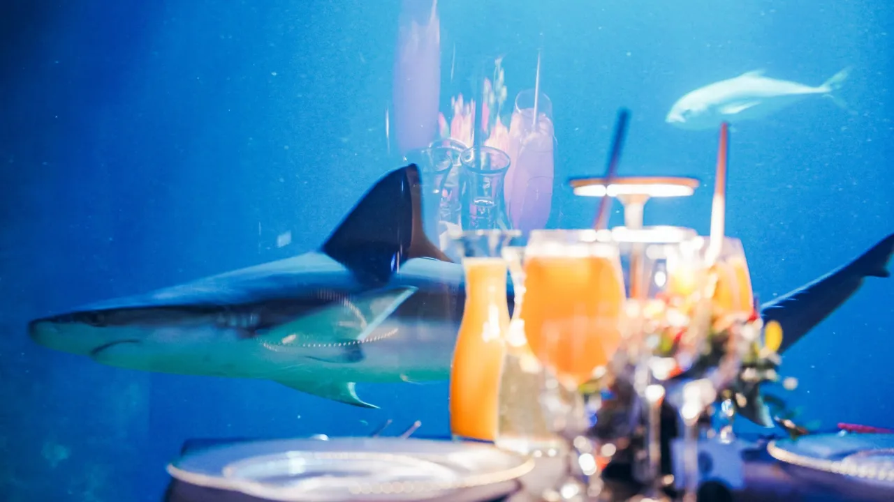 Afrykarium Wrocław wieczorem