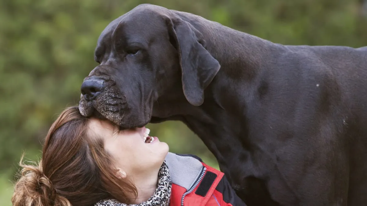 pies rasy dużej po posiłku