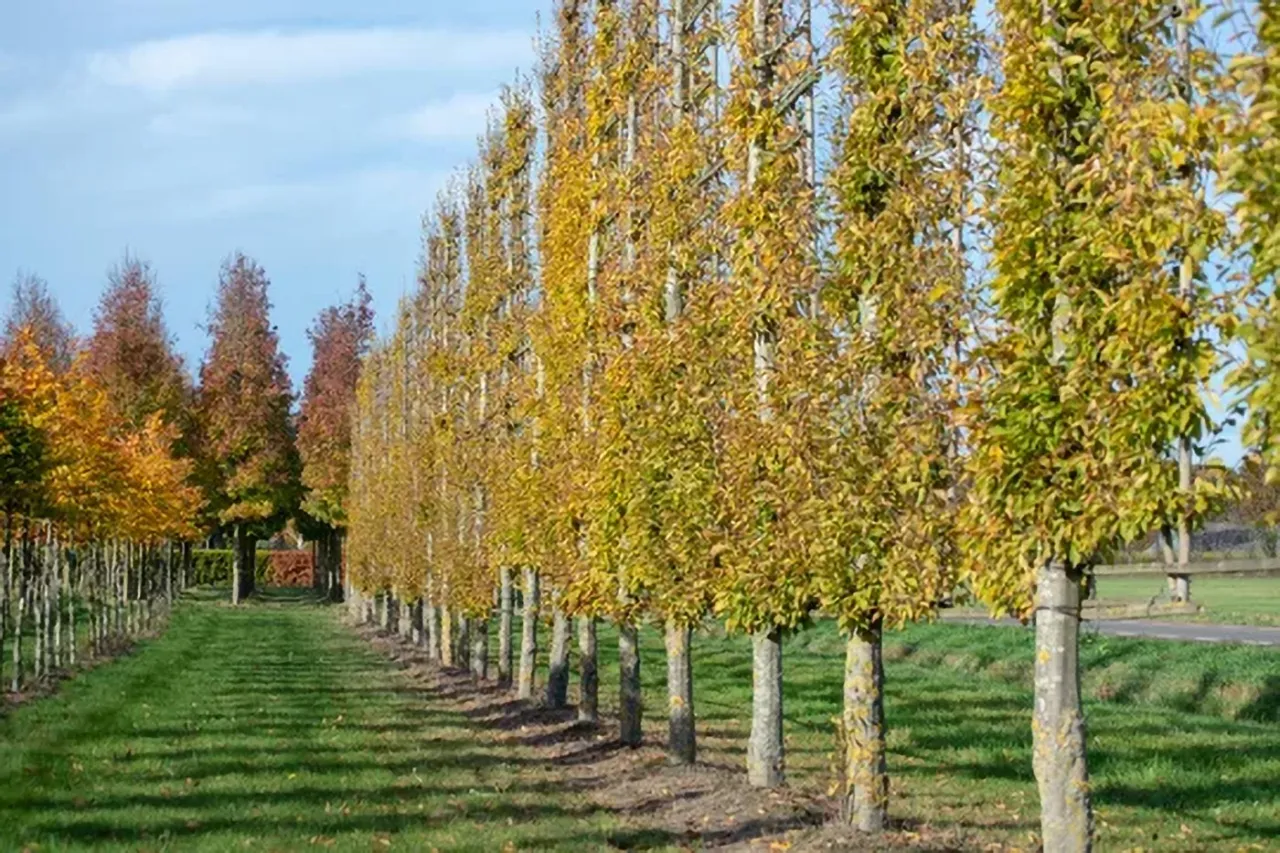 Drzewa kolumnowe na osiedlu, drzewa o małych koronach, kwitnące drzewa miejskie