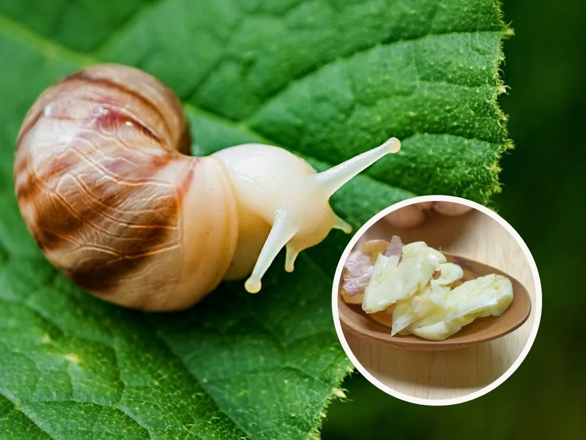 Ślimak na liściu i czosnek na łyżce – naturalne sposoby na ślimaki w ogrodzie.