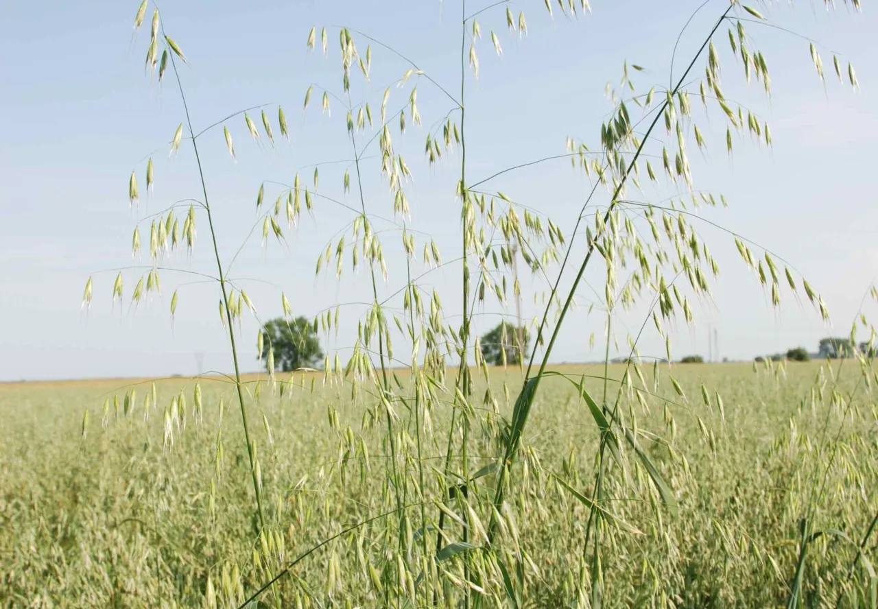 Zapobieganie owies głuchy