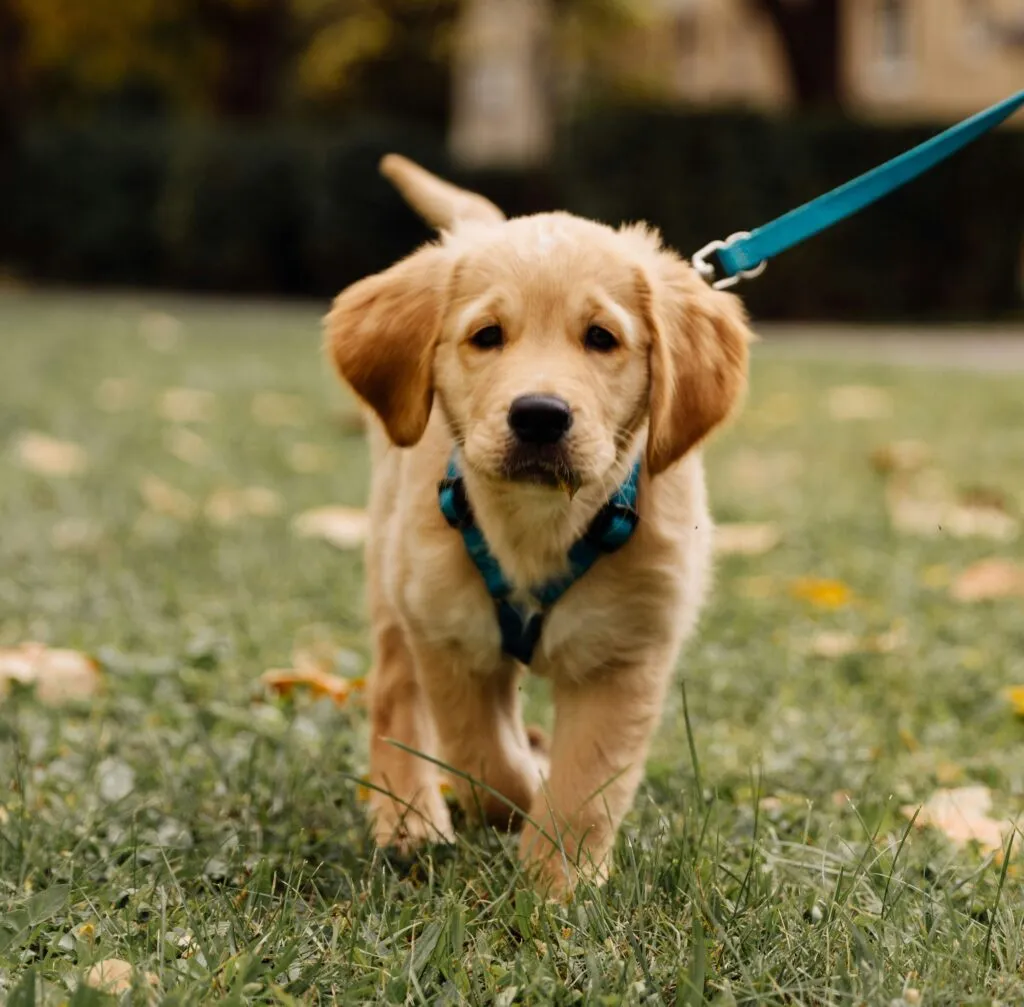 szczeniak w obroży i szelkach por&oacute;wnanie
