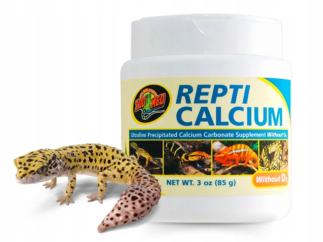 Gekon lamparci jedzący owada