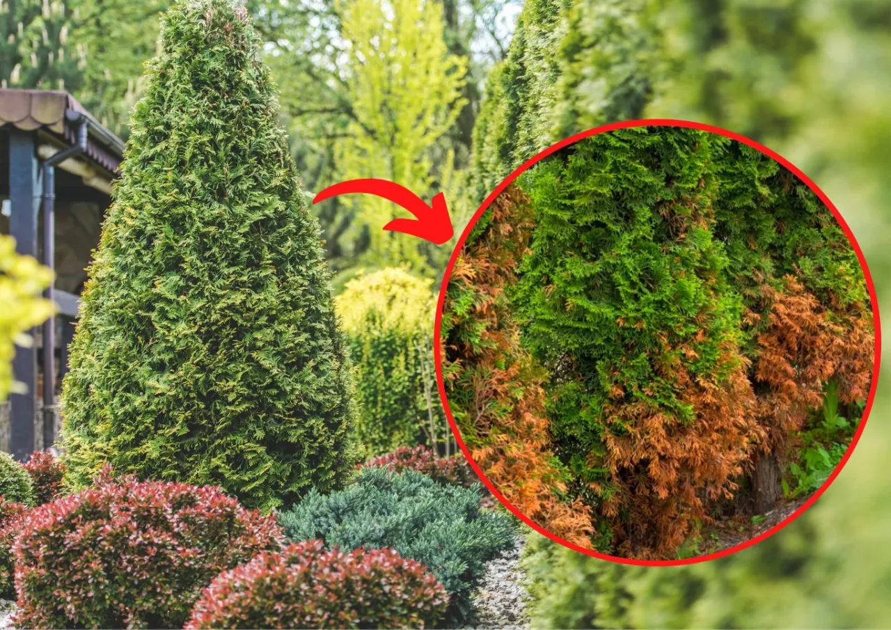 przemarznięte tuje po zimie