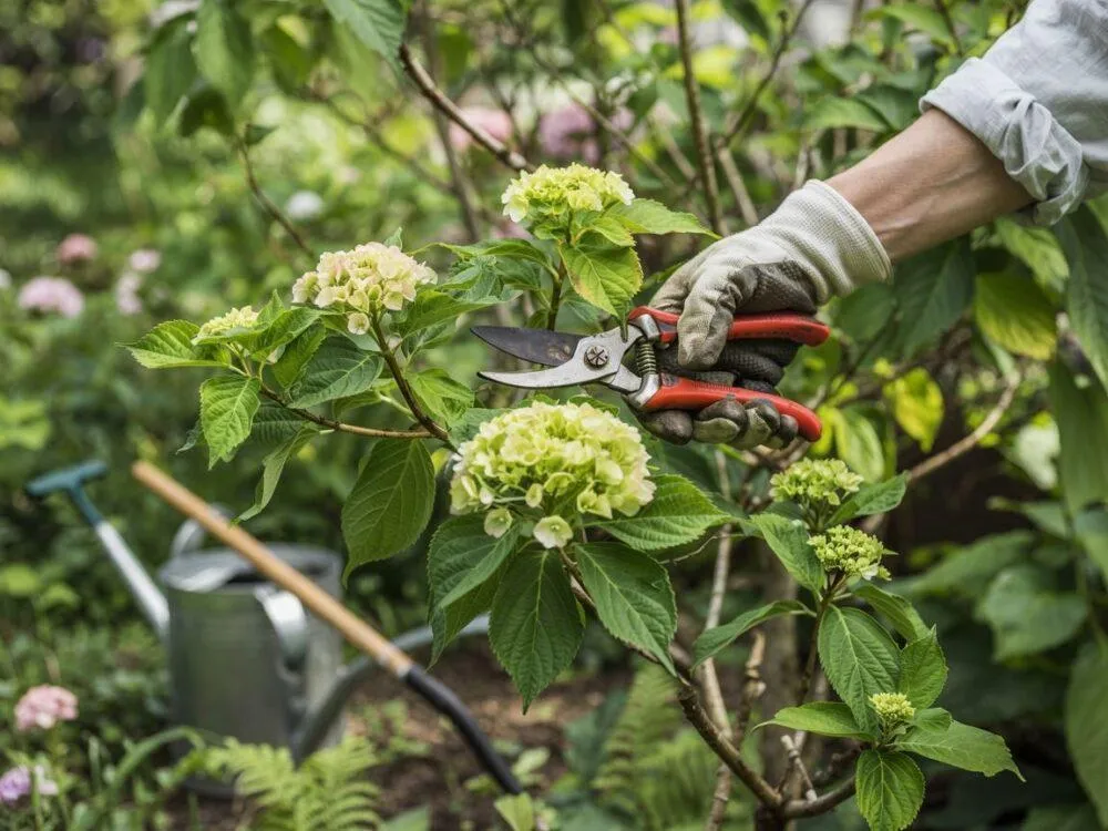 hortensja annabelle wczesna wiosna pąki