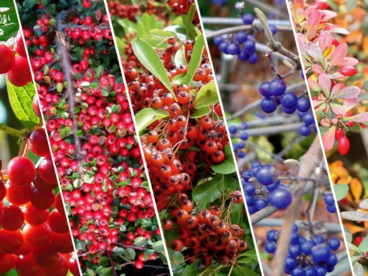 krzewy owocowe dla ptak&oacute;w zimą r&oacute;żne gatunki