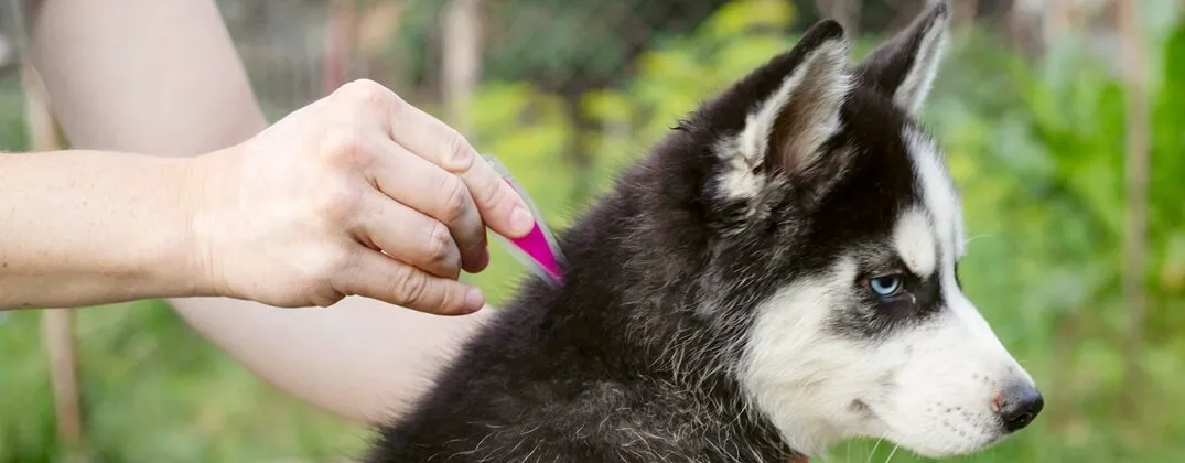 Pies przed aplikacją kropli na kleszcze