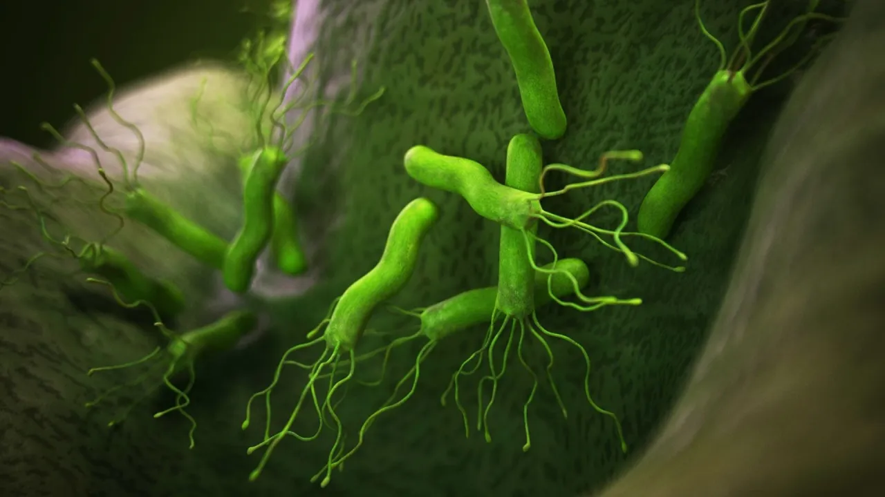 Jak Helicobacter pylori dostaje się do ust