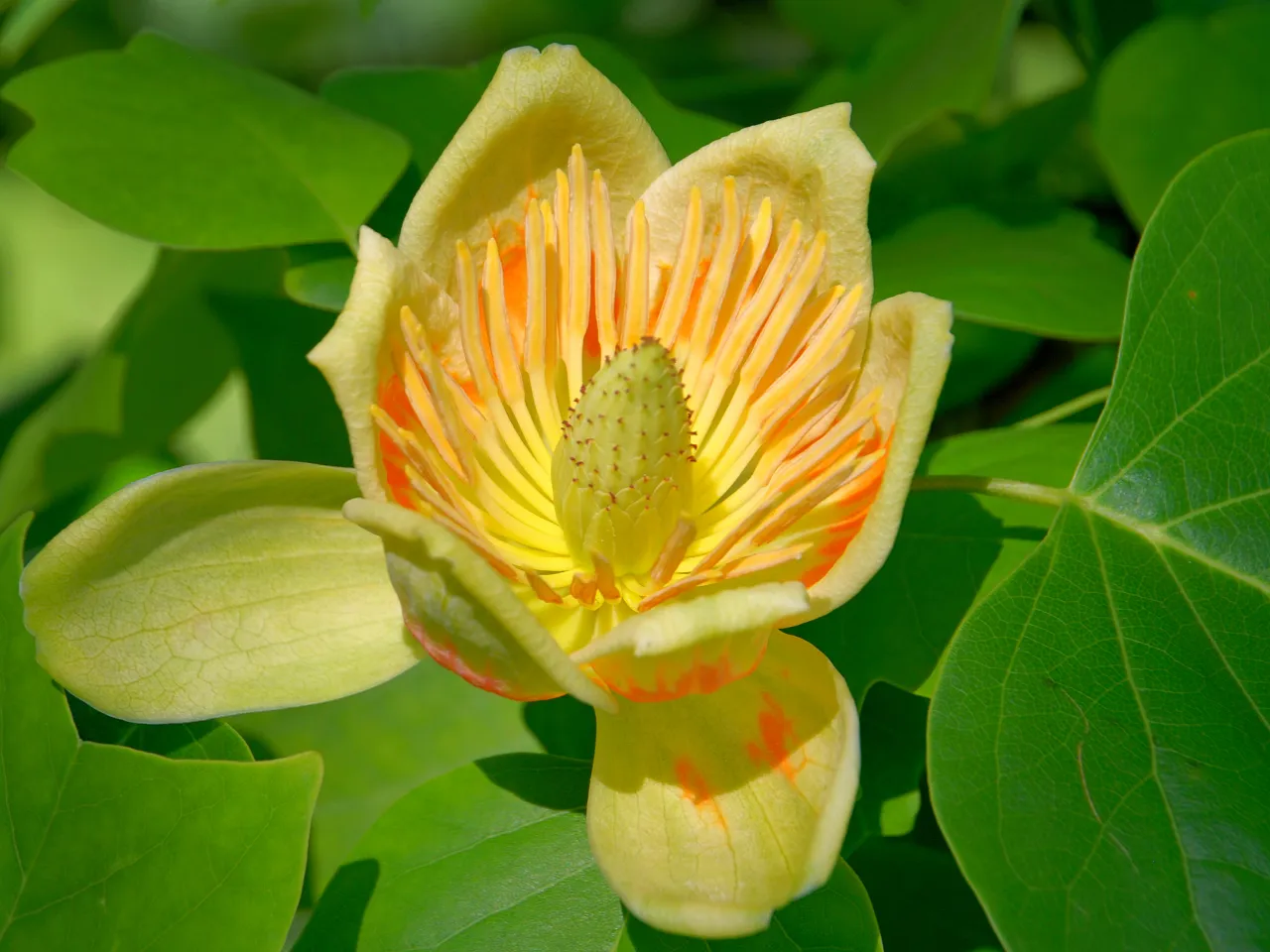 tulipanowiec nie kwitnie przyczyny