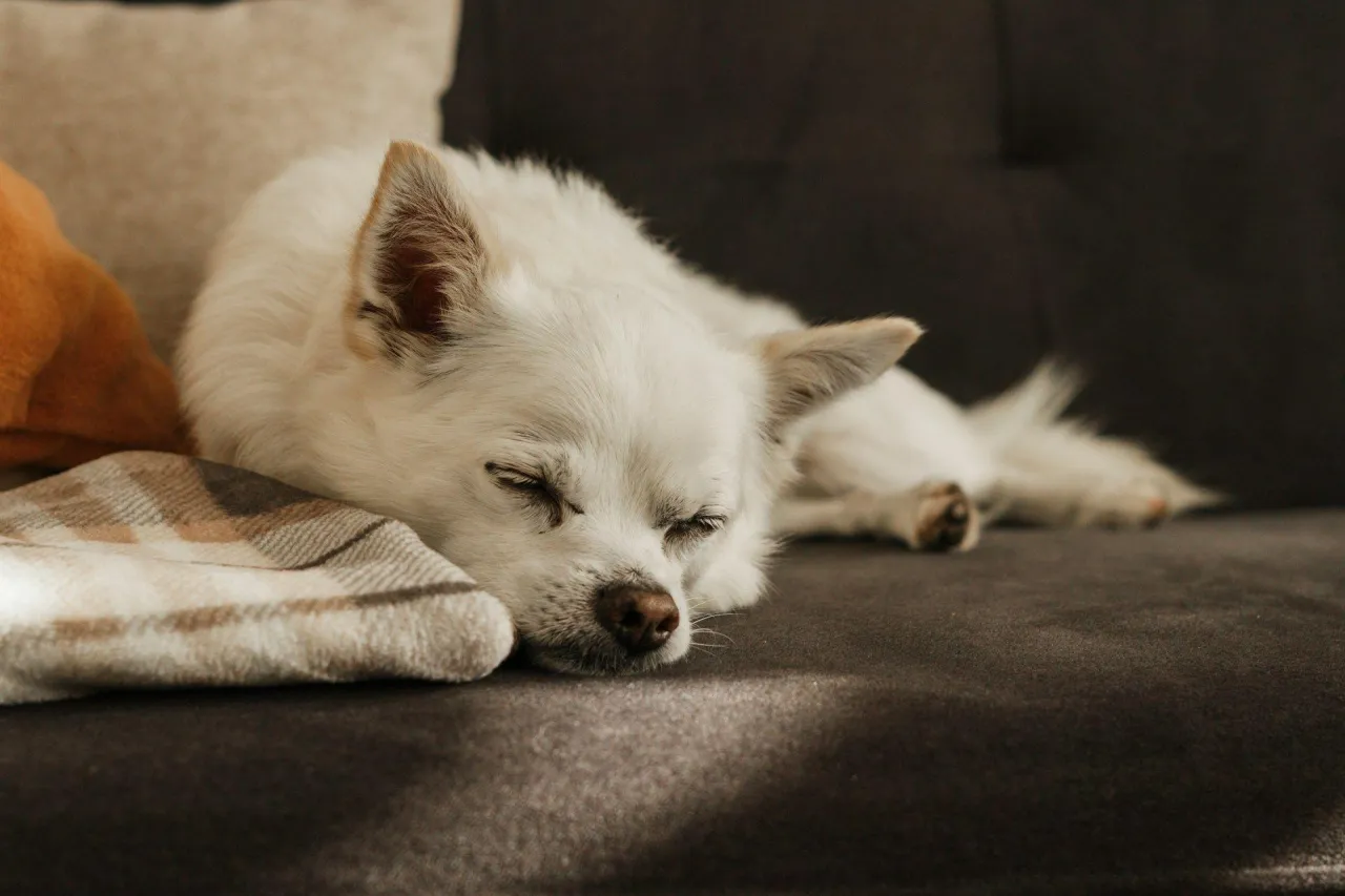 Starszy pies ze spondylozą