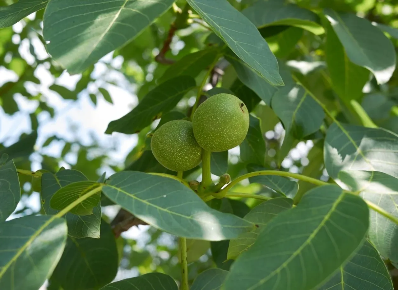 kwiaty męskie i żeńskie orzecha włoskiego