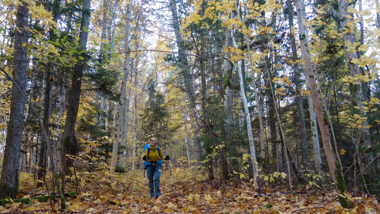 Rodzina na szlaku pieszym w lesie jesienią