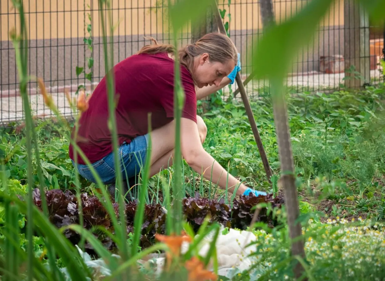Kobieta w ogrodzie, pochylona nad grządką z sałatą, przygotowuje ziemię. Zastanawia się, po czym sadzić og&oacute;rki, by dobrze rosły.