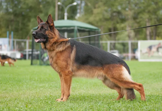 Owczarek niemiecki prawidłowa sylwetka test żeber