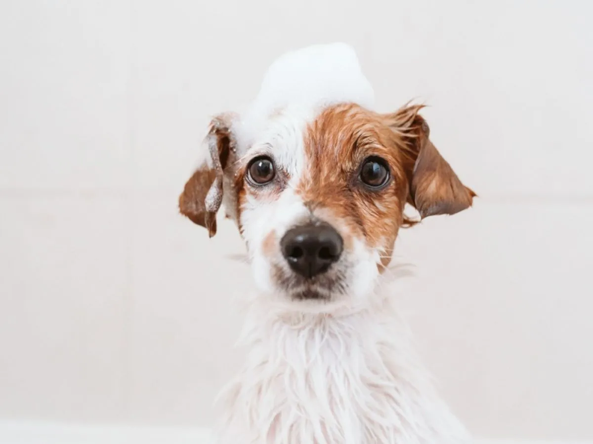 przygotowanie do kąpieli szczeniaka