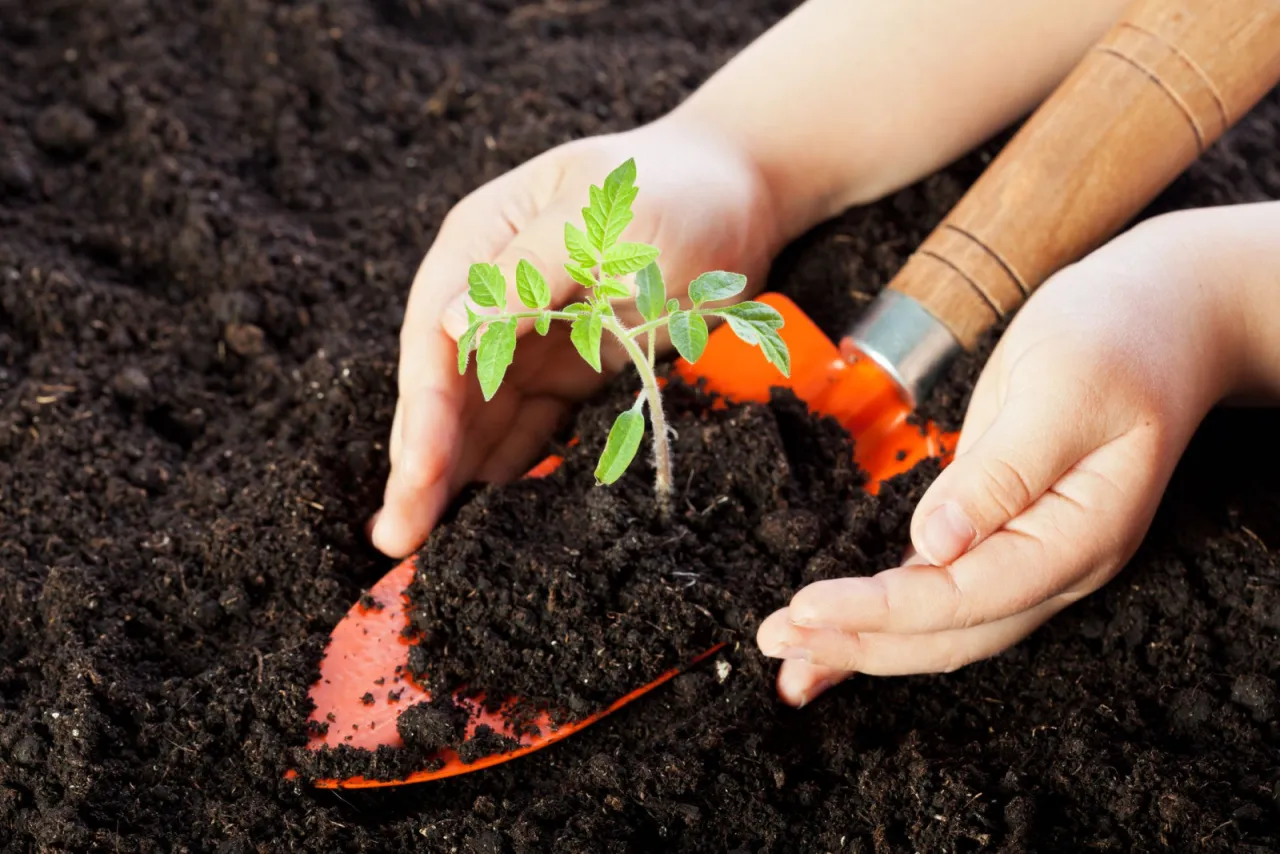 Warzywa na glebie gliniastej