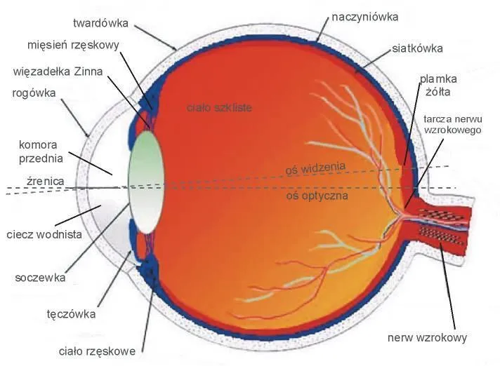 budowa zdrowego oka schemat ogniskowanie