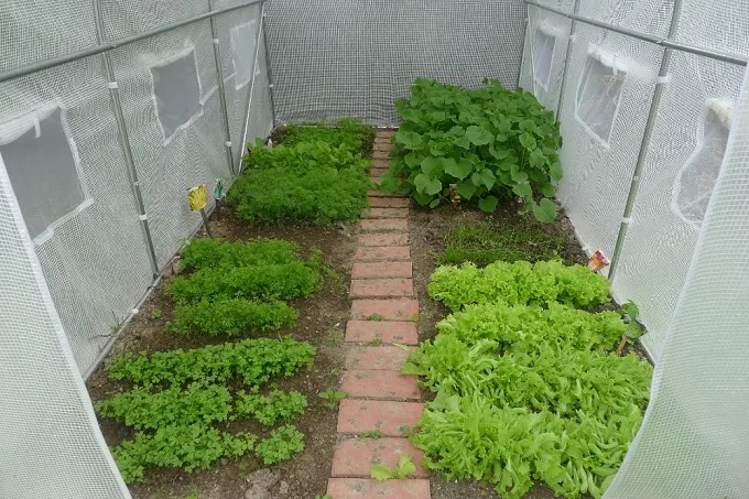 planowanie miejsca na tunel foliowy