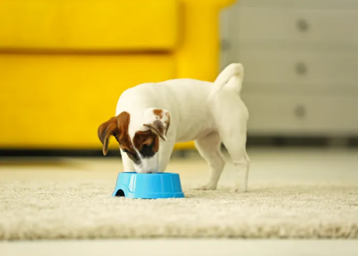 pies patrzący na wędzoną rybę na stole