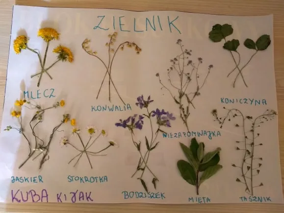r&oacute;żne rośliny do zielnika szkolnego kolaż