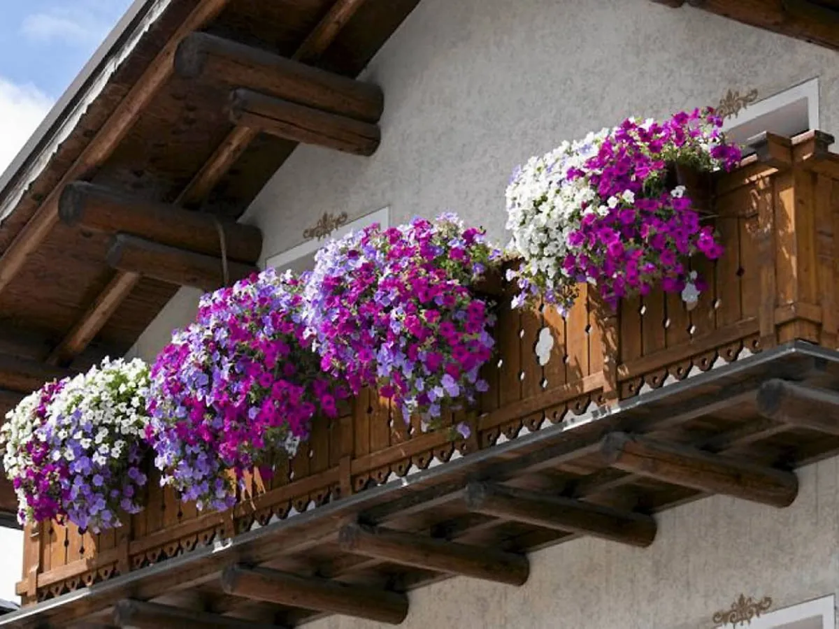 kwiaty na słoneczny taras w sierpniu kompozycje