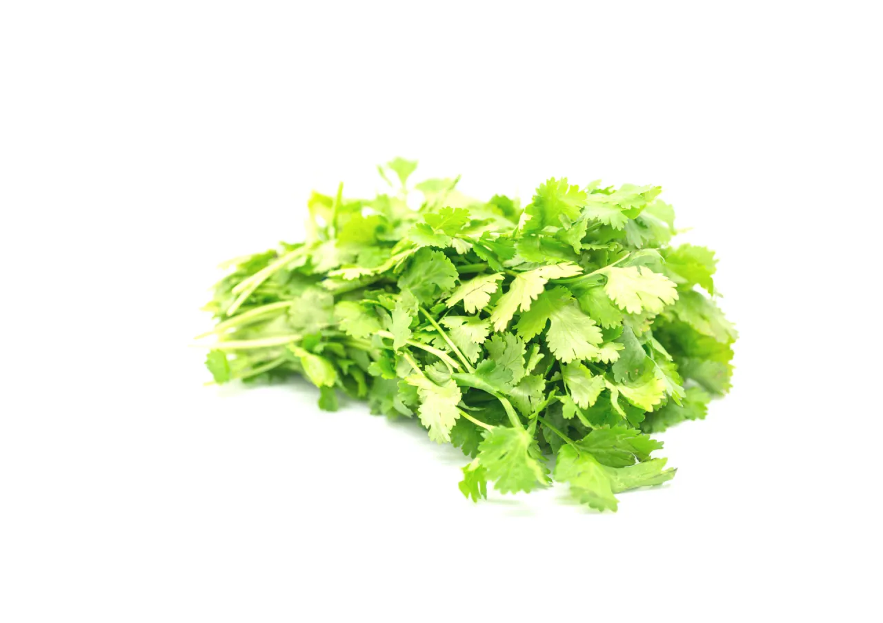 Pęczek świeżej kolendry, idealnej do sałatek, zup i dań kuchni meksykańskiej. Kolendra do czego? Do aromatyzowania potraw!
