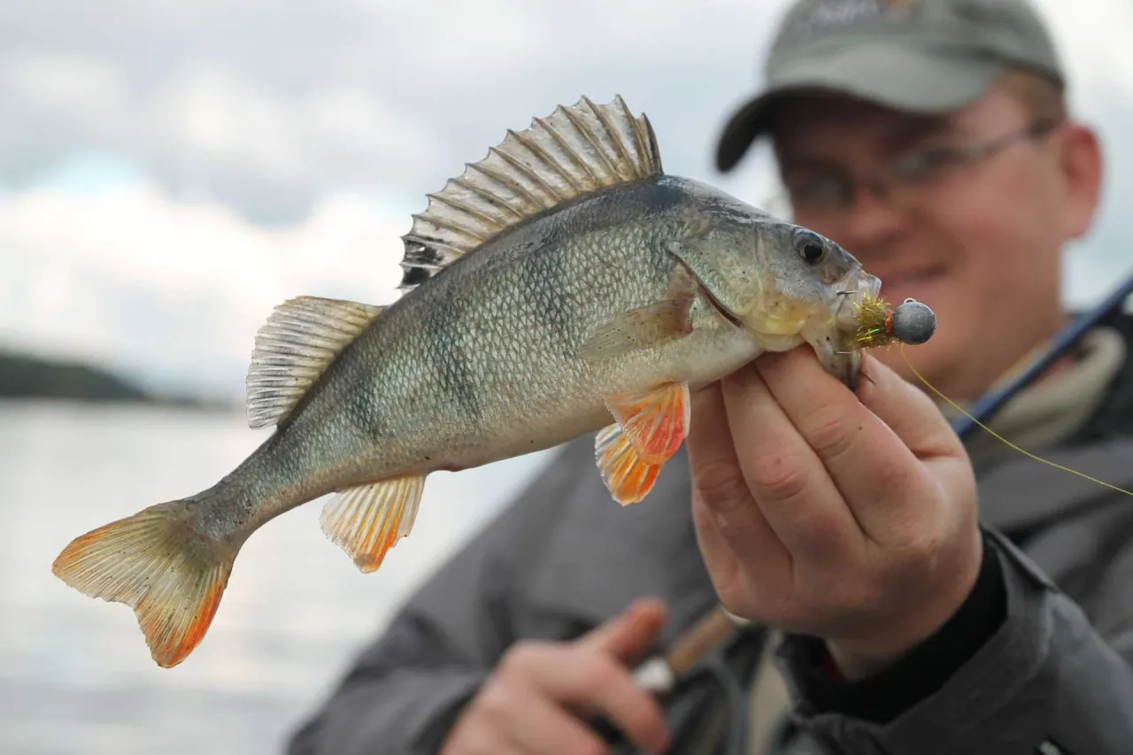 Oto dowód, że czy można łowić na spinning w styczniu! Złowiony okoń z przynętą w pysku.