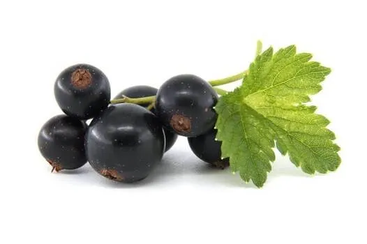 czarna porzeczka owoce liście i szampon