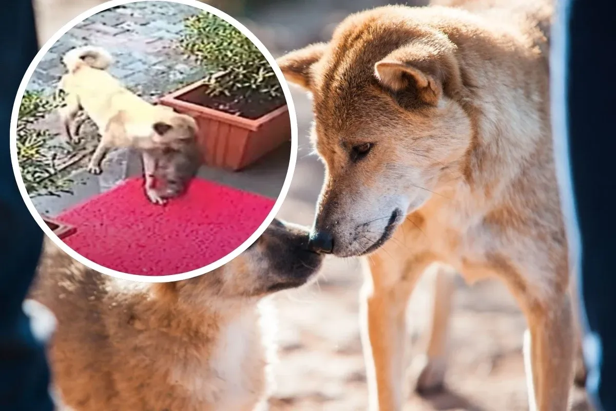 Dwa psy obwąchują się, sugerując, kiedy suka może mieć szczeniaki. W tle widać małego psa.