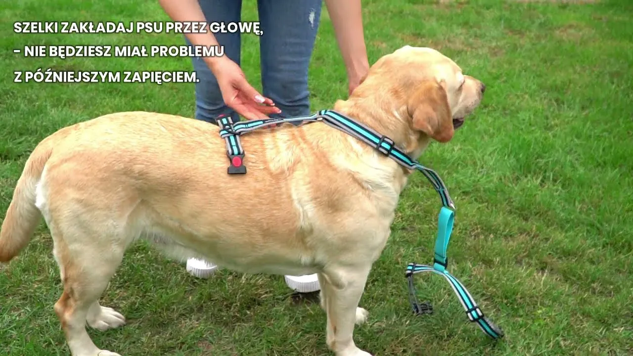 jak założyć szelki typu guard szczeniakowi