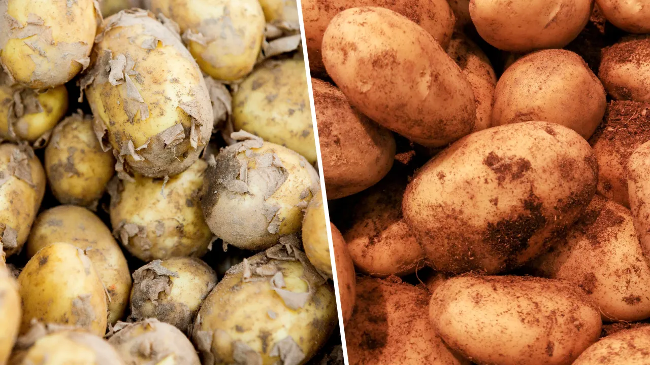 młode ziemniaki vs stare ziemniaki przekrój porównanie