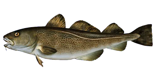 wymiar ochronny dorsza bałtyckiego infografika