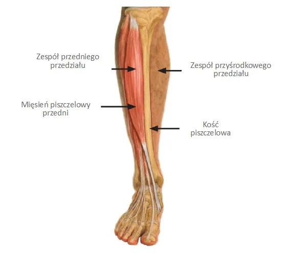 anatomia goleni mięśnie piszczelowe