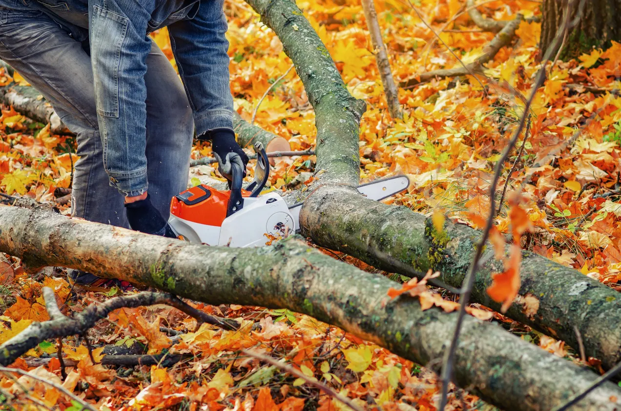 Mężczyzna w dżinsach i rękawicach używa piły łańcuchowej do wycinania drzew na działce. Jesienne liście tworzą kolorowy dywan.