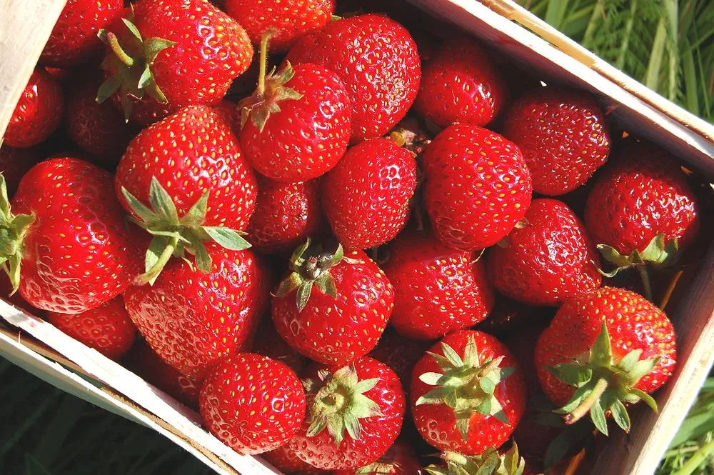 Czynniki wpływające na ceny truskawek