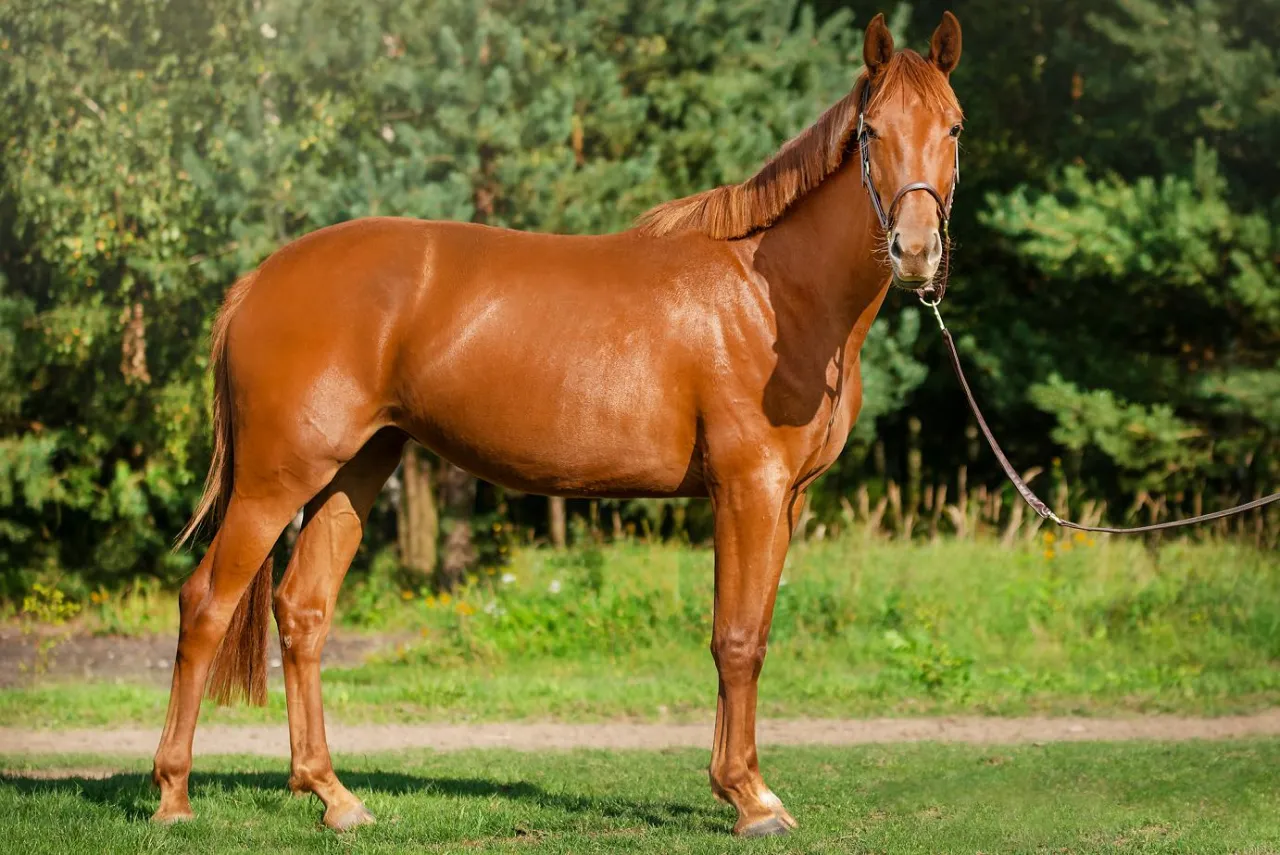 Gdzie kupić konia w Polsce