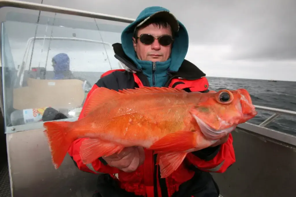 karmazyn ryba wygląd