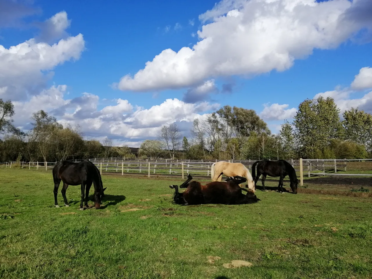 Stadnina Koni Botoja pensjonat dla koni, pastwiska