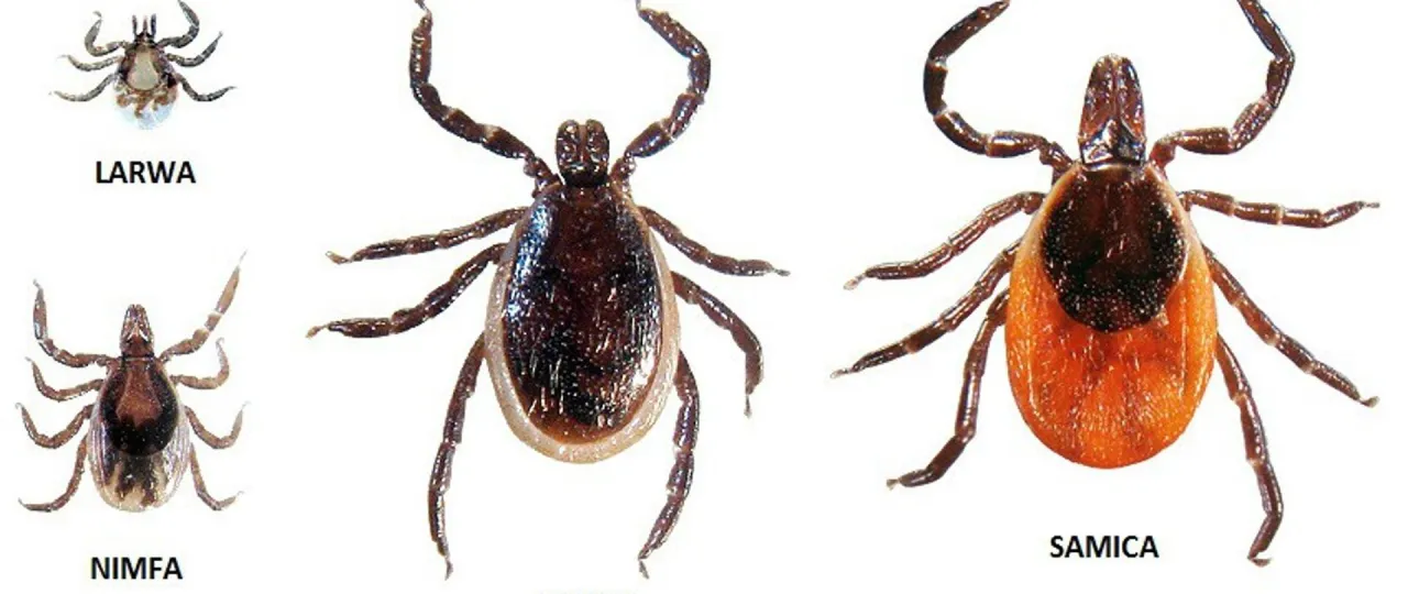 cykl życia kleszcza schemat