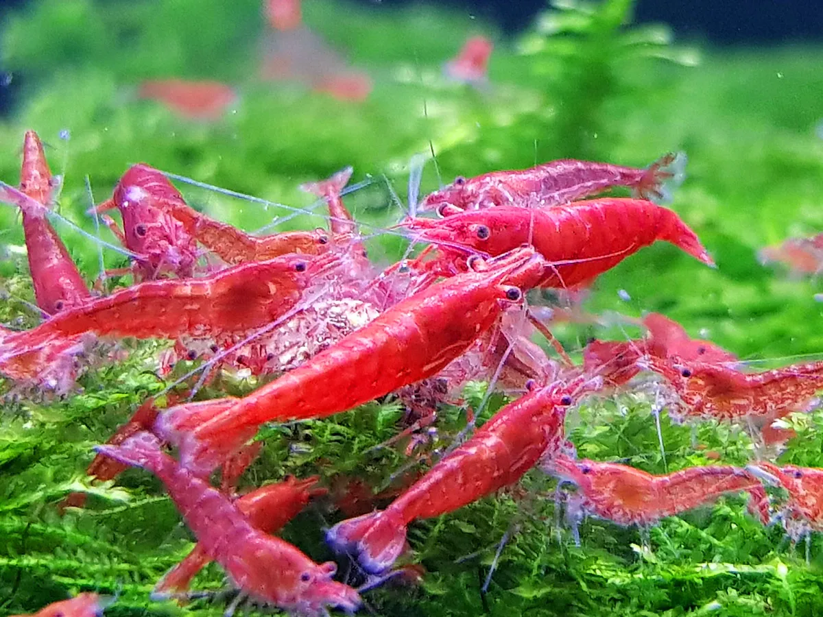 Krewetki Neocaridina Red Cherry w akwarium roślinnym