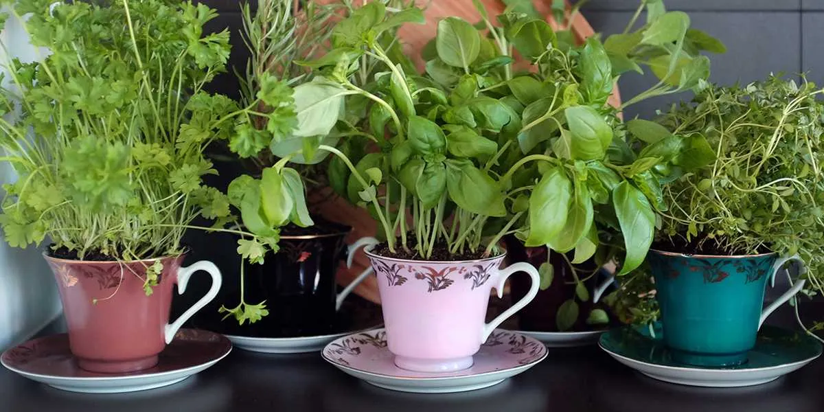 różne zioła moczopędne w filiżankach