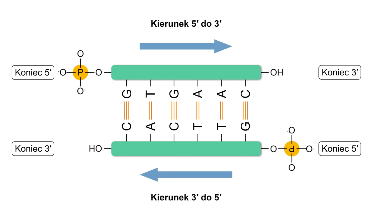 budowa nukleotydu dna rna schemat