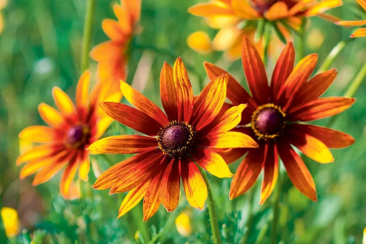 Byliny kwitnące latem