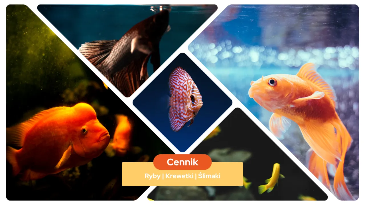 Zdrowe ryby w sklepie zoologicznym