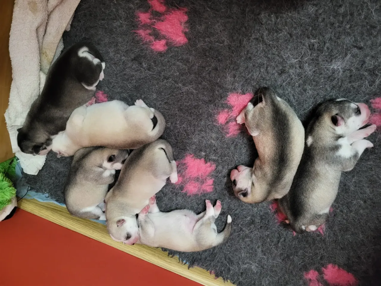 Siedem malutkich szczeniąt rasy husky, śpiących razem. Zastanawiasz się, ile kosztuje szczeniak husky?