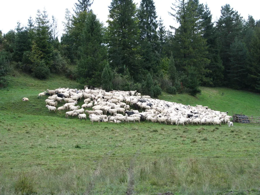 Bac&oacute;wka u Wojtka Jaworki owce