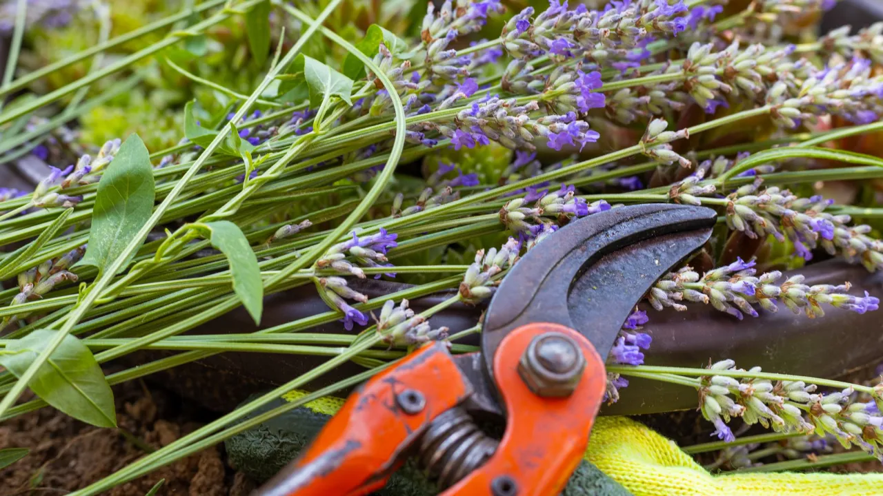Lawenda przed i po wiosennym cięciu
